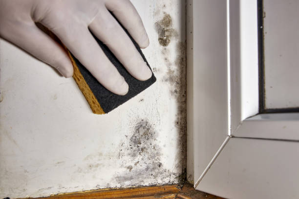 Best Mold Odor Removal Services  in Belzoni, MS